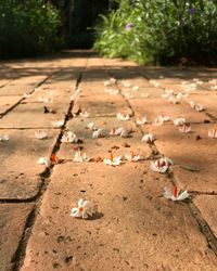 High angle view of birds on land