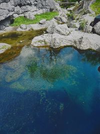 Reflection of trees in water
