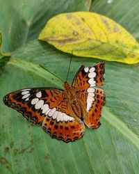 Butterfly on leaf