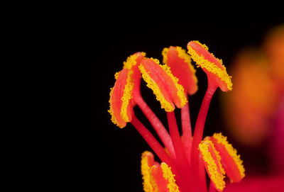 Close-up of orange flower against black background