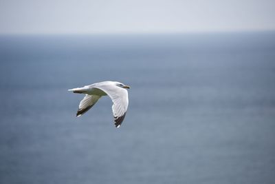 Bird flying over sea against sky