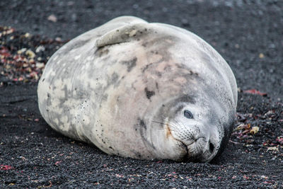 Close-up of animal sleeping on beach