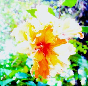 Close-up of yellow flower