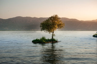 Tree by lake against sky during sunset