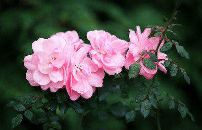 Close-up of pink flowers