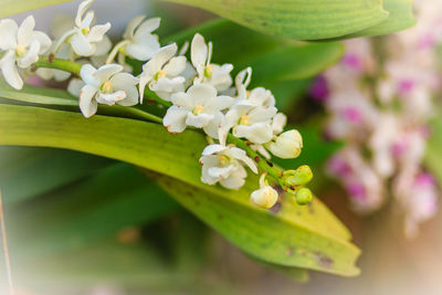 Close-up of fresh white flowers