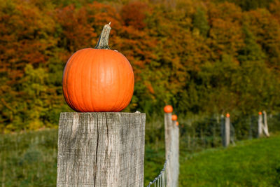 Pumpkins on wooden fence on field