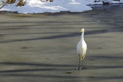 Close-up of white duck in lake