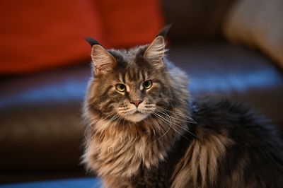 Close-up portrait of a cat