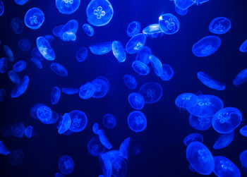 Jellyfish glowing pattern background.
