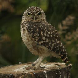 Close-up of owl perching outdoors