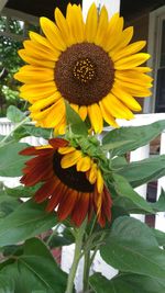 Close-up of sunflower