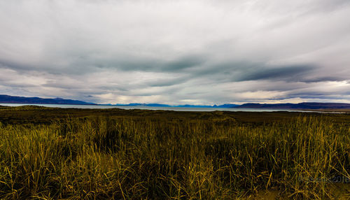 Scenic view of wheat field against sky