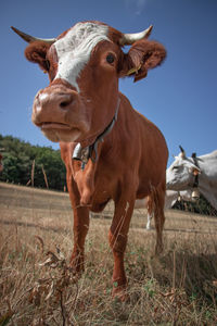 Cow standing in a field