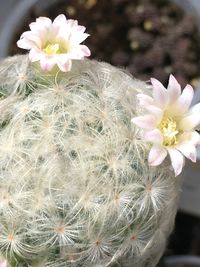 Close-up of white flowers blooming outdoors