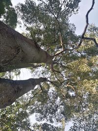 Low angle view of trees in the forest