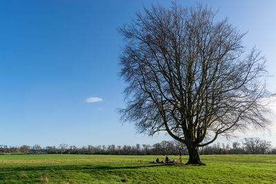 Bare tree on field against clear sky