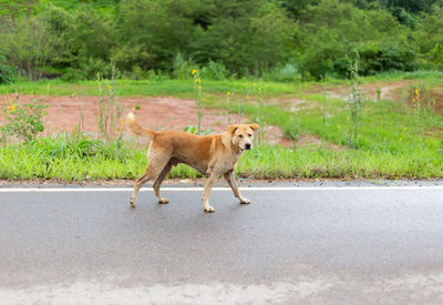 Side view of a dog walking on road