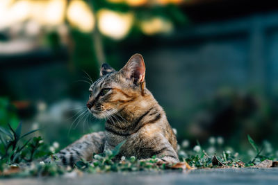 Close-up of a cat looking away