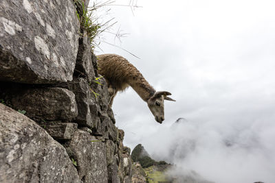 Low angle view of bird flying over rock