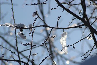 Close-up of snow on branch