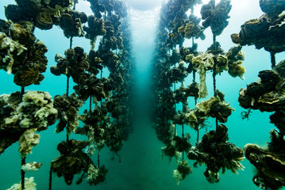 View of coral swimming in sea