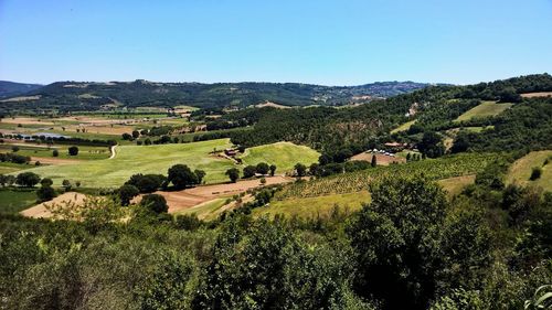 Scenic view of agricultural field