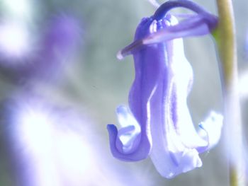 Close-up of flowers against blue sky