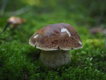 Close-up of mushroom growing on field