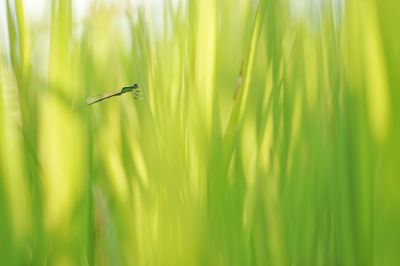 Close-up of lizard on grass