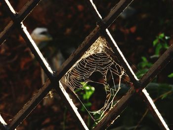 Close-up of chainlink fence