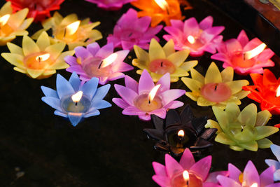 Close-up of purple water lily flowers