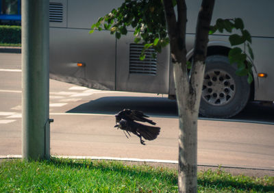 Bird perching on tree