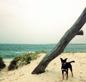 View of dog on beach