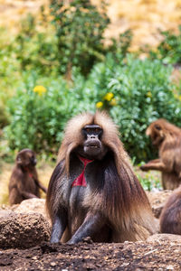 Monkeys sitting on field