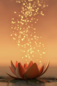 Close-up of orange flower against sky during sunset