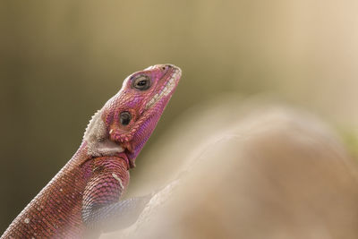 Close-up of a bird