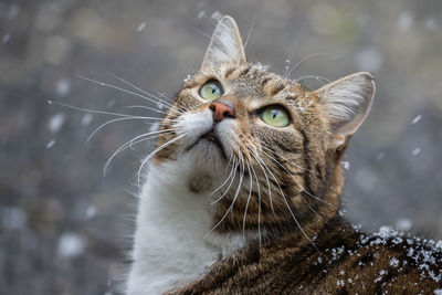 Close-up portrait of cat