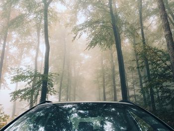 Car in forest