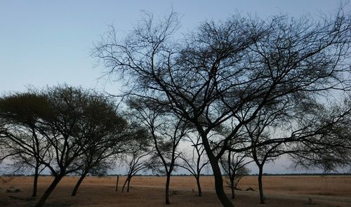 Bare trees on field against sky