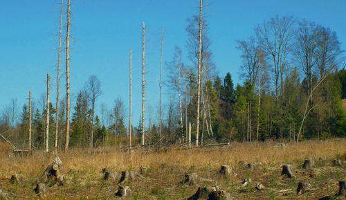 Panoramic shot of trees on field against sky