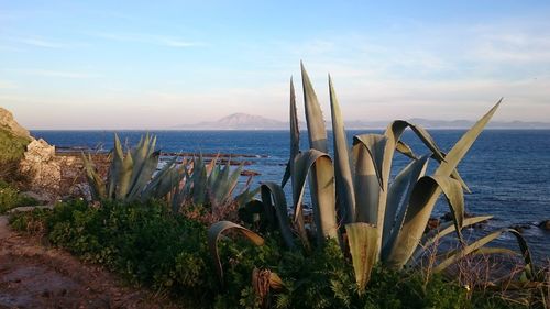 View of morocco from tarifa - straits of gibraltar 