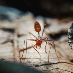 Close-up of insect