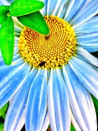 Close-up of yellow flower blooming outdoors