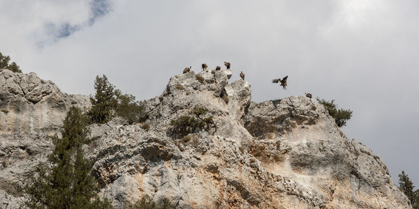 Low angle view of birds on rock against sky