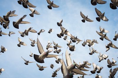 Low angle view of birds flying against sky