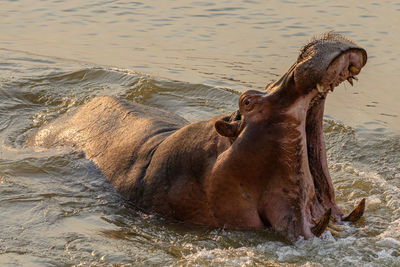View of horse in lake