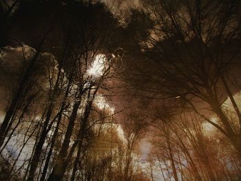 Low angle view of trees against sky