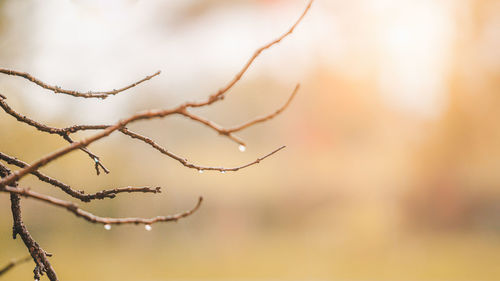 Close-up of wet spider web on plant