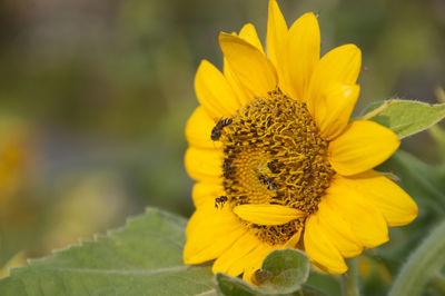 Close-up of bee pollinating on yellow flower